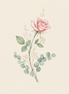 Rose mit Stiel Aquarell