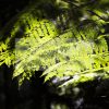 Fotografie nach Feng Sui Blätter im Licht